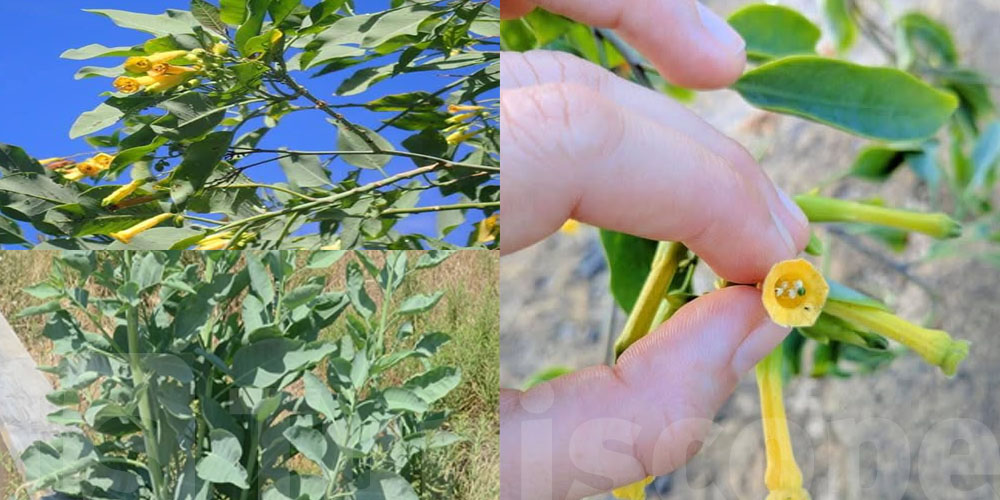 Drame à Meknassy : une plante sauvage au cœur d’une intoxication fatale