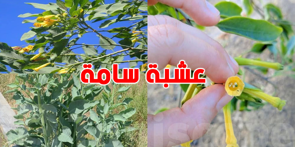 هام: عُشبة سامّة وراء تسمّم عائلة في سيدي بوزيد...شنّوة هي؟