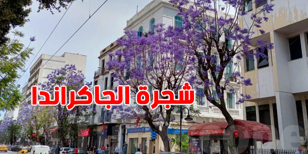 شجرة الجاكرندا في تونس: ظل بنفسجي يُقاوم الغياب ويستحق الحماية