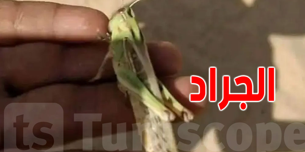 شنوا استعدادات تونس للجراد الصحراوي ؟