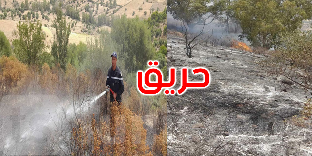  جندوبة: السيطرة على حريق نشب بغابة سيدي حمادة