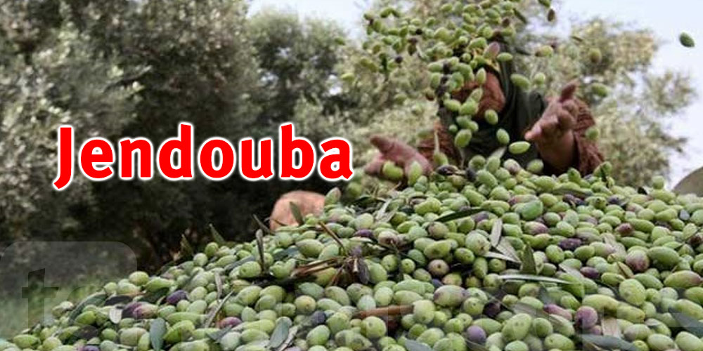 Jendouba : Démarrage de la saison de cueillette des olives à cette date 