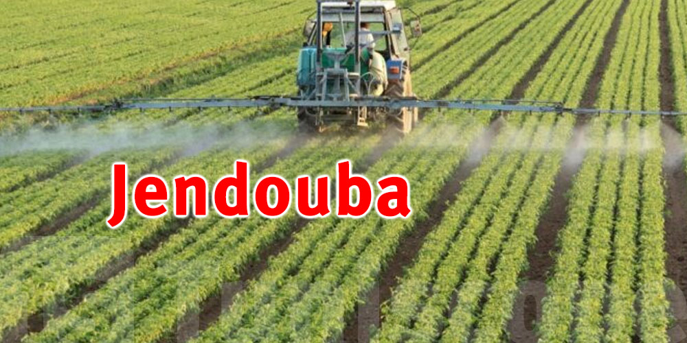 Jendouba mobilise 95 000 quintaux d'engrais pour optimiser les récoltes