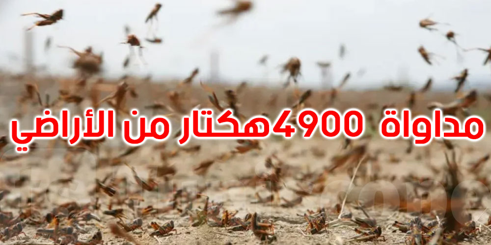 وزير الفلاحة يُحذّر: الجراد الصحراوي يهدّد الأمن الغذائي لأكثر من 60 دولة