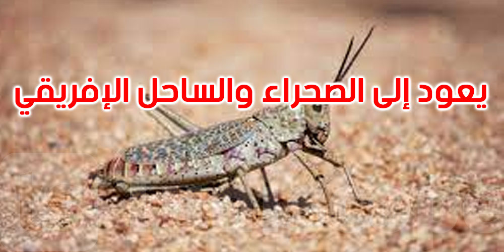 تطاوين: الجراد الصحراوي لم يعد يشكل خطرا على المستغلات الفلاحية