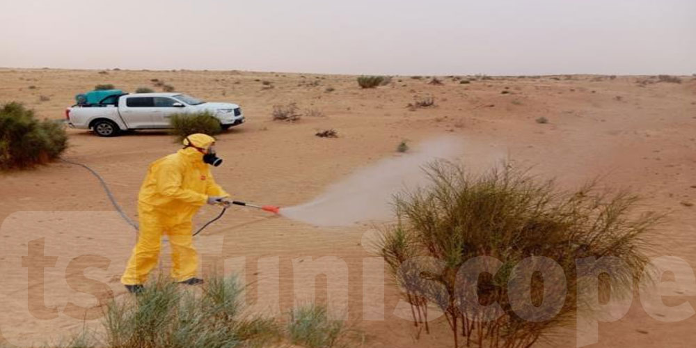 قبلي: تواصل التدخلات للقضاء على الجراد الصحراوي في عدد من المناطق 