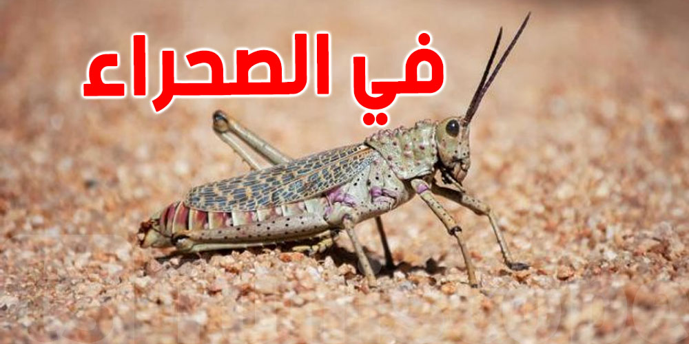 مجهودات مكثّفة من وزارة الفلاحة تقضي على خطر الجراد الصحراوي في تونس