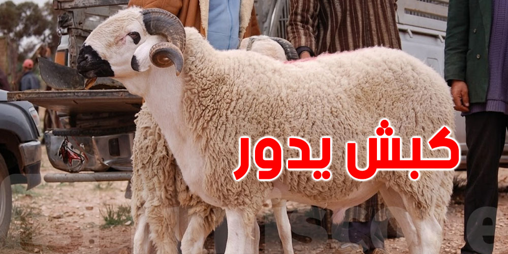 كلمات ''الكبش يدور''… نوستالجيا العيد بكل تفاصيلها