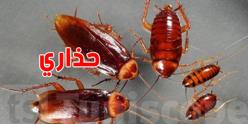 أضرار صراصير المطبخ وكيفاش تحمي دارك منها