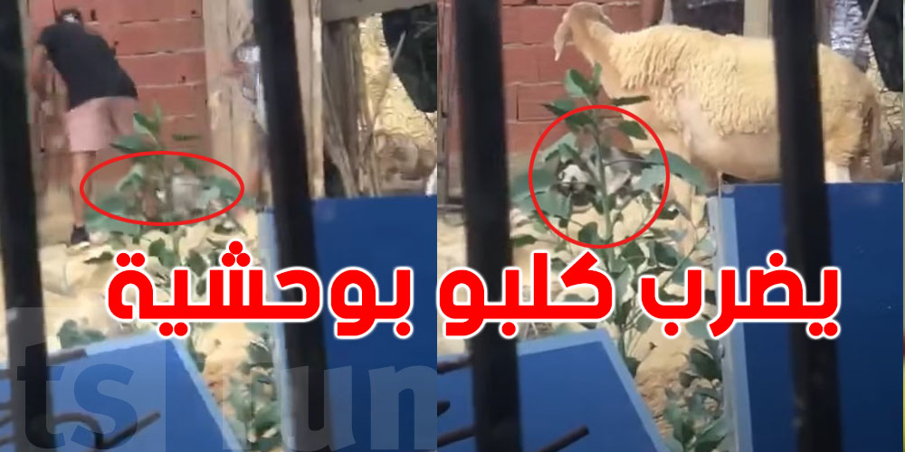 عاجل: قالك ''السبب دجاجة''...مواطن تونسي يضرب كلبو بوحشية وشكاية تتقدم ضدو