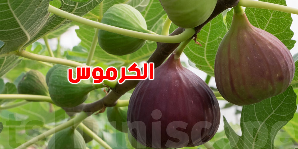 المواطن يسأل: علاش الكرموس غالي؟.. اتحاد الفلاحة يجاوب