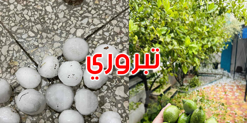 القصرين: تساقط كميات من التبروري في سبيطلة