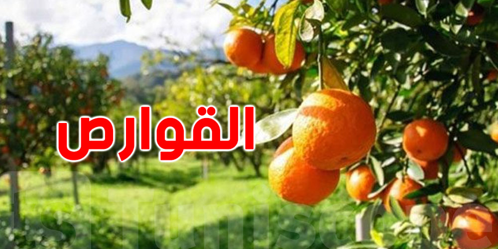 طمئنة للتونسيين: القوارص في الأسواق خالية من ''ذبابة فاكهة المتوسط''!