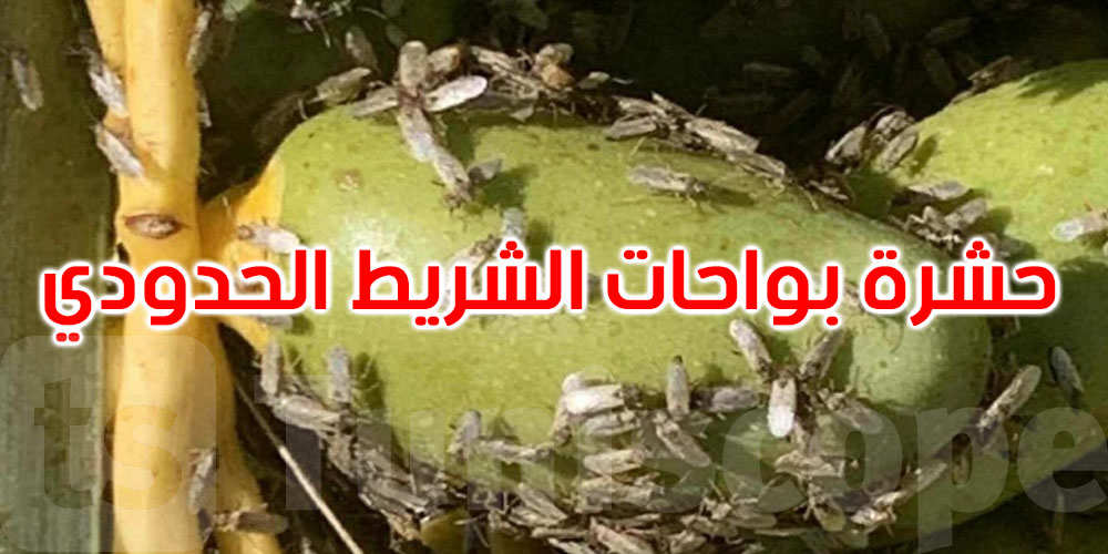 رجيم معتوق: تحذيرات من حشرة منتشرة على الشريط الحدودي بين الجزائر وتونس