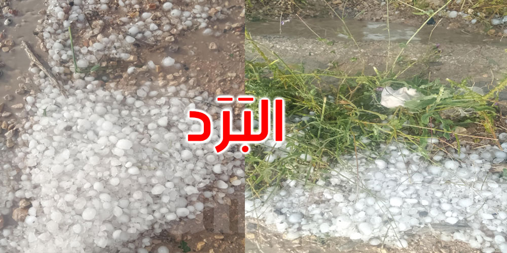  الكاف: تضرر مزارع الحبوب والزياتين والأشجار المثمرة إثر نزول كميات هامة من البَرَد