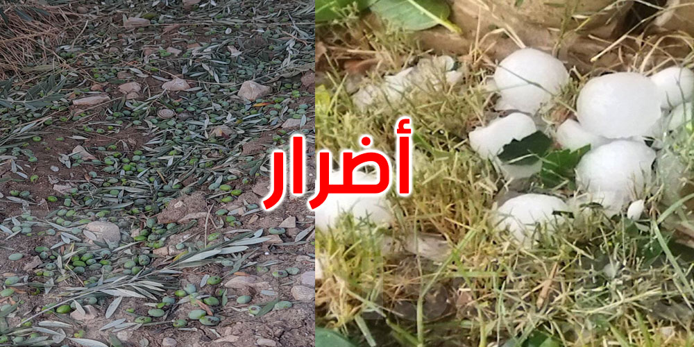 الكاف: أضرار فلاحية هامة بسبب تساقط كميات من البرد