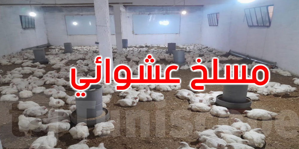 قفصة: 350 كلغ لحوم محجوزة داخل مسلخ عشوائي.. دون شروط صحية!