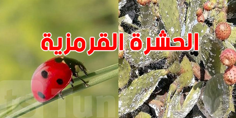 عاجل: الحشرة القرمزية تكبر وتهدد المحاصيل، وعلاجها غامض!