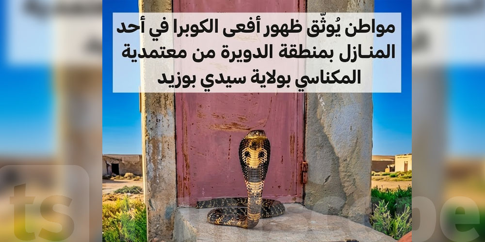 راهو موجود بينا: ''الكوبرا'' المصرية الي ظهرت في سيدي بوزيد والحقائق على خطورتها