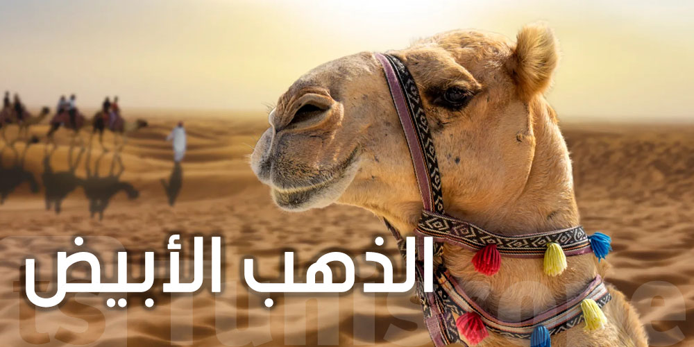 من قلب الصحراء التونسية : حليب الجمل يتحول الى الذهب الأبيض...روبرتاج يكشف التفاصيل