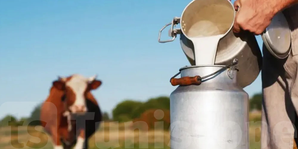 مليار دينار يتخسّر كل عام.. شنوّة حكاية مردودية الحليب في تونس ؟