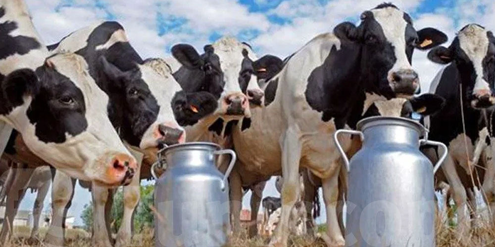 Lait : pourquoi la Tunisie perd-elle 1 milliard de dinars par an ?