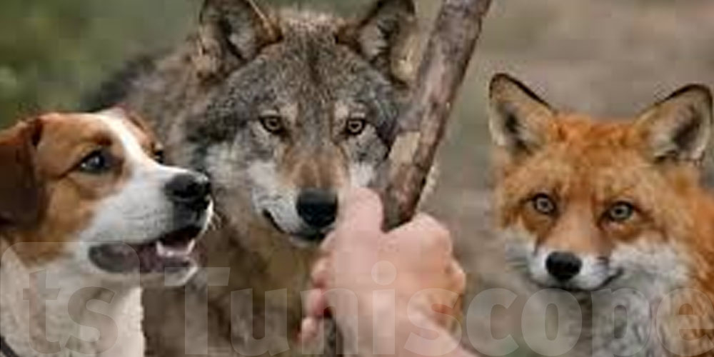 Ahmed Rajeb : Élever des loups ou des animaux sauvages, c’est interdit en Tunisie