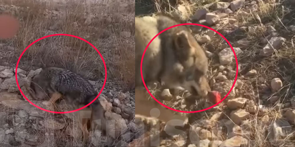 شاب تونسي يروّض ذيب… حكاية ما تتصدقش!