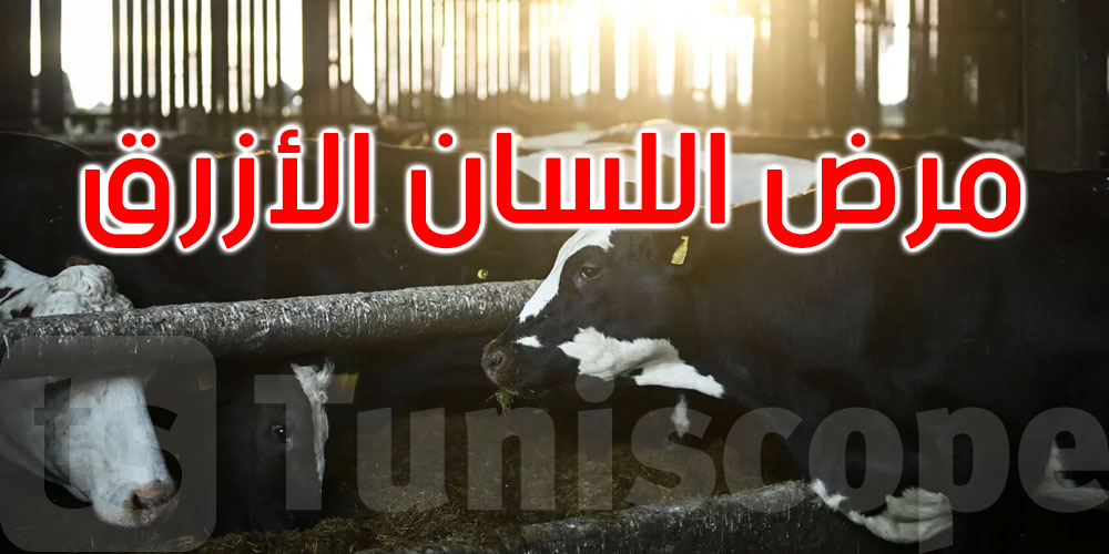 أوروبا تستعد.. رصد أول حالة لفيروس اللسان الأزرق