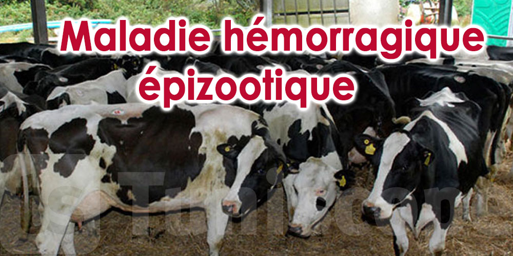 Tunisie: Des cas de maladie hémorragique épizootique détectés chez les bovins