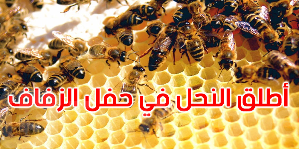 طريقة انتقام طريفة: رفضت الزواج به فأطلق النحل على المدعوين يوم زفافها