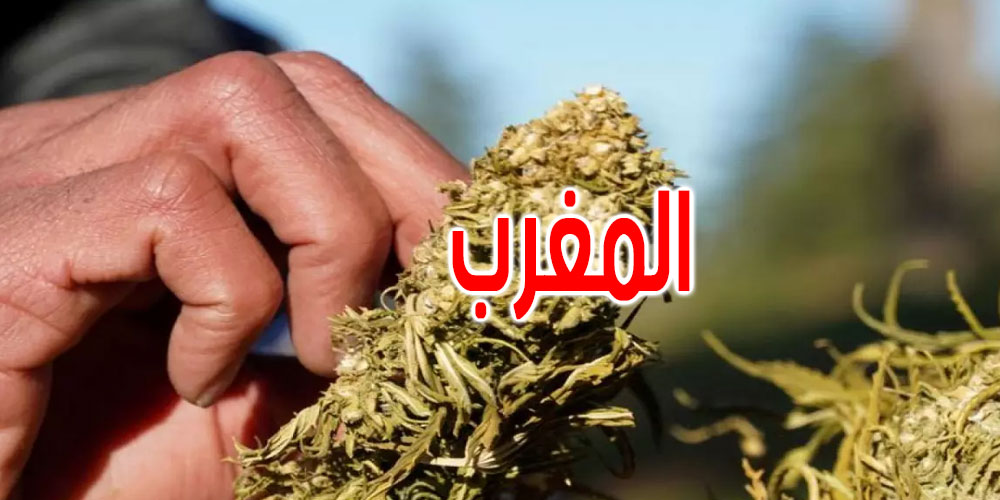 المغرب يصدر الرخص الأولى لإنتاج القنب الهندي