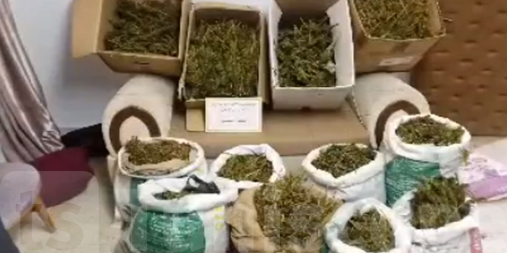 بالفيديو :   حجز 50 كلغ من الماريخوانا