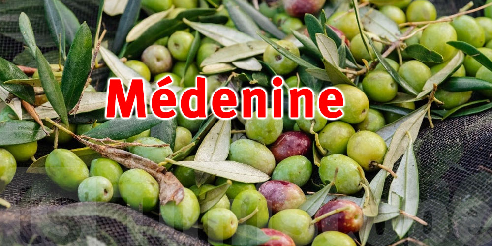 Médenine: Démarrage de la saison de la cueillette des olives