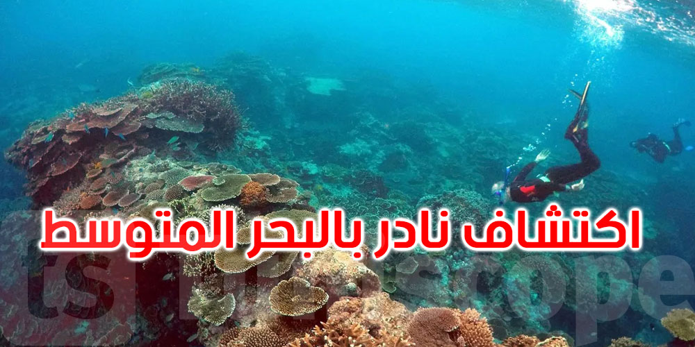 اكتشاف نادر بالبحر المتوسط.. العثور على شعاب مرجانية قبالة نابولي