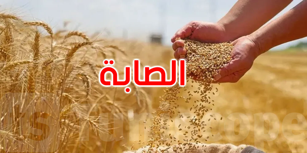 موسم الحبوب: تجميع 8.325 مليون قنطار