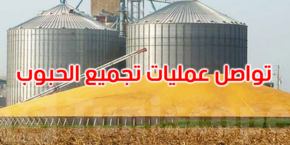 إلى غاية 1 جوان 2025: تجميع حوالي 566 ألف قنطار من الحبوب