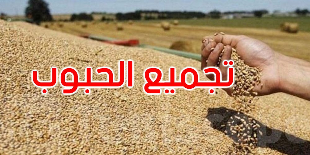 تقدّم موسم تجميع صابة الحبوب: 1573.84 ألف قنطار إلى غاية 9 جوان 2025
