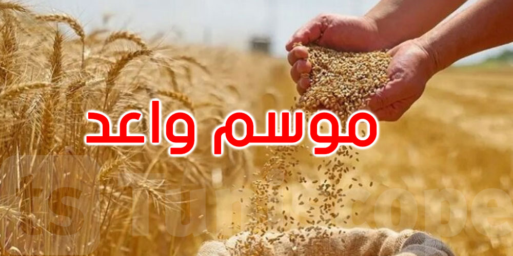 بأكثر من 10,8 مليون قنطار: تونس تتجاوز معدل خمس سنوات في تجميع الحبوب