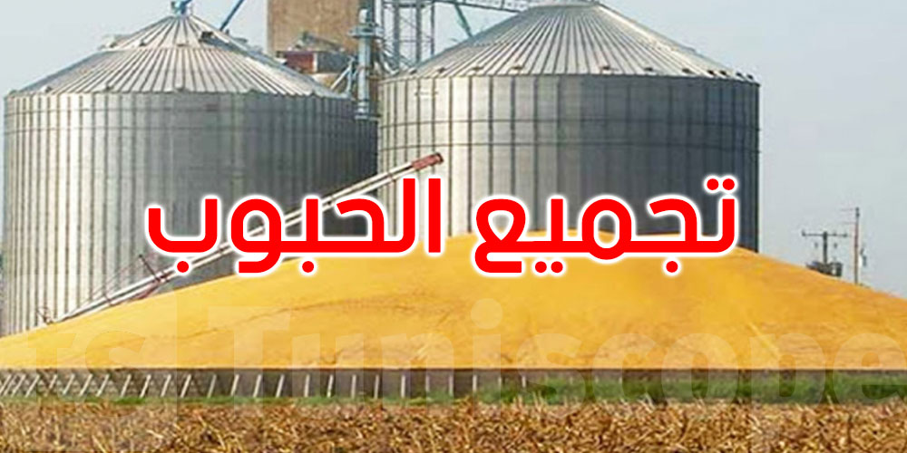 إلى حدود 15 جوان: تجميع حوالي 3.51 مليون قنطار من الحبوب