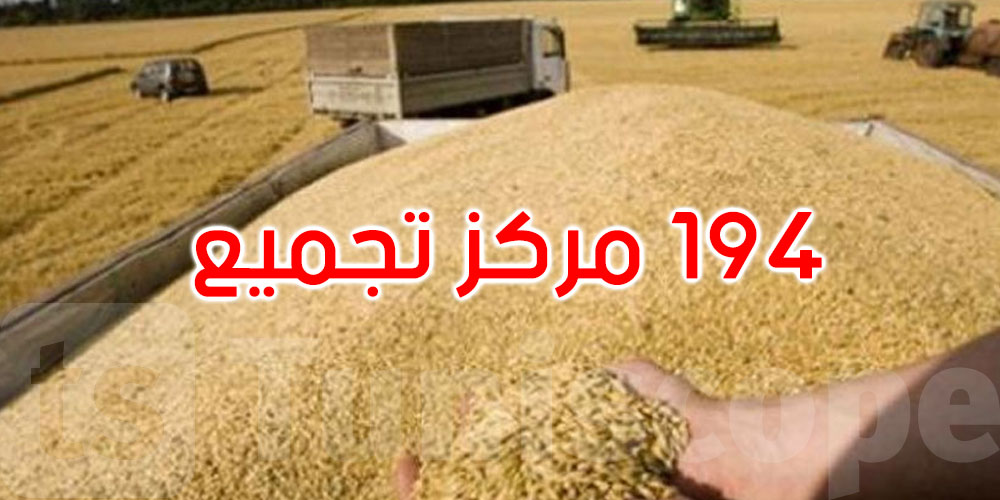 موسم الحبوب: تخصيص 194 مركز تجميع للصابة بكامل البلاد بطاقة تخزين جملية تناهز 7.2 مليون قنطار