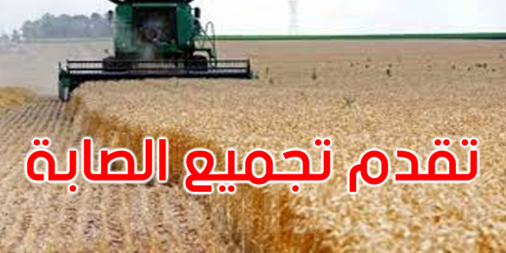 موسم الحبوب: تجميع4.572 مليون قنطار إلى غاية 18 جوان 2025
