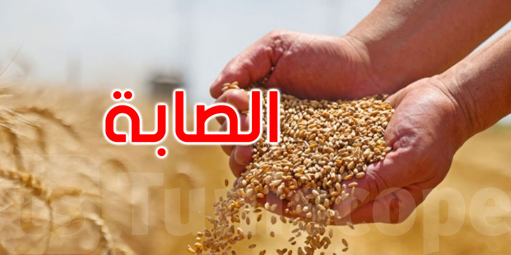 باجة تتصدّر ولايات الجمهورية في تجميع الحبوب بنسبة 23,77%