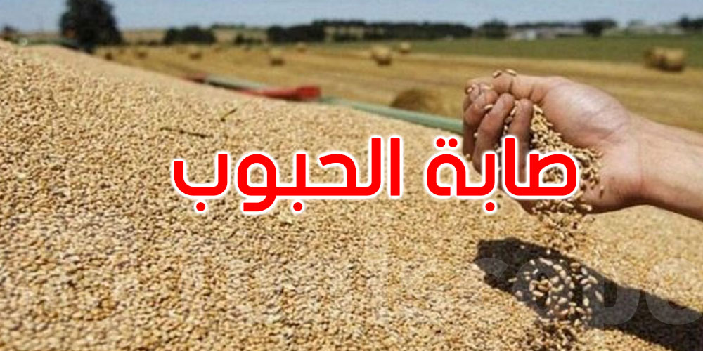 صابة الحبوب: تجميع حوالي 5,751 مليون قنطار...التفاصيل