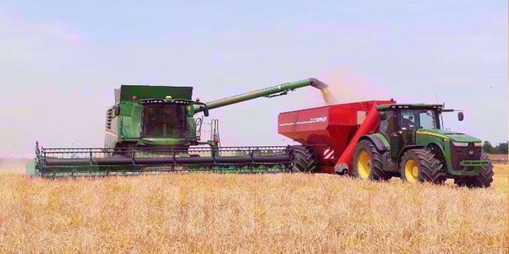 Récolte des Céréales 2025 : Plus de 11,6 Millions de Quintaux Collectés à ce Jour