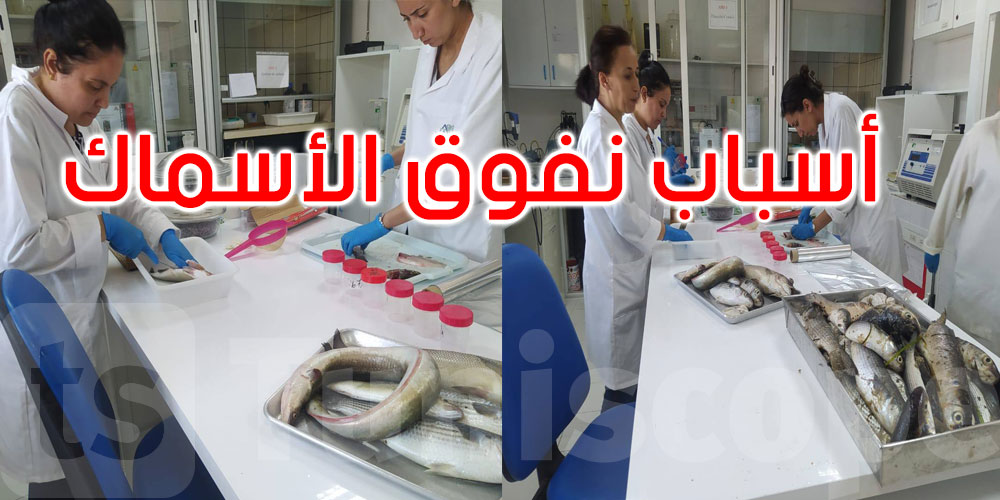عاجل: وزارة الفلاحة تحقق في أسباب نفوق الكائنات البحرية في خليج المنستير وتحذر