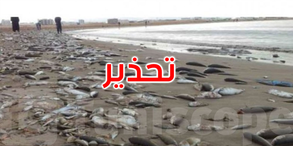 المنستير: هيئة السلامة الغذائية تدعو المواطنين لعدم شراء أسماك من خارج المحلات المراقبة