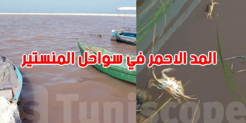 تحذير صحي عاجل: ''لا تستهلكوا الأسماك النافقة بسواحل المنستير''