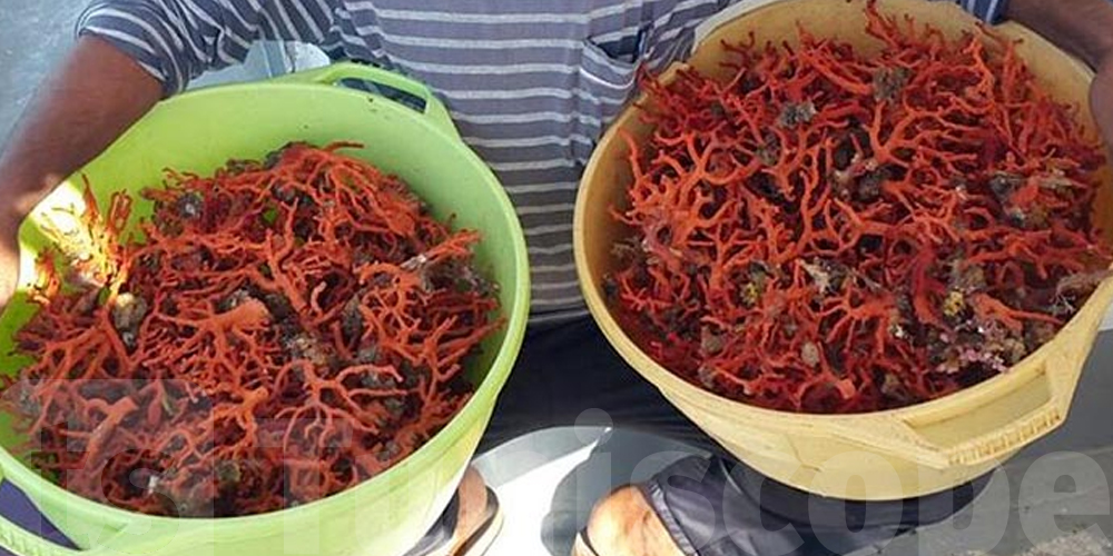 Tunisie : interdiction de la pêche du corail rouge jusqu’à fin 2026