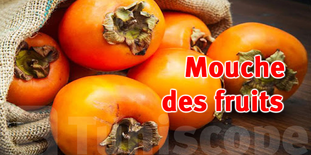 Nefza : 100 tonnes de Kakis détruites par la mouche des fruits